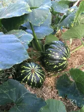 Pumpkin Growing