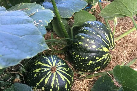 Pumpkin Growing